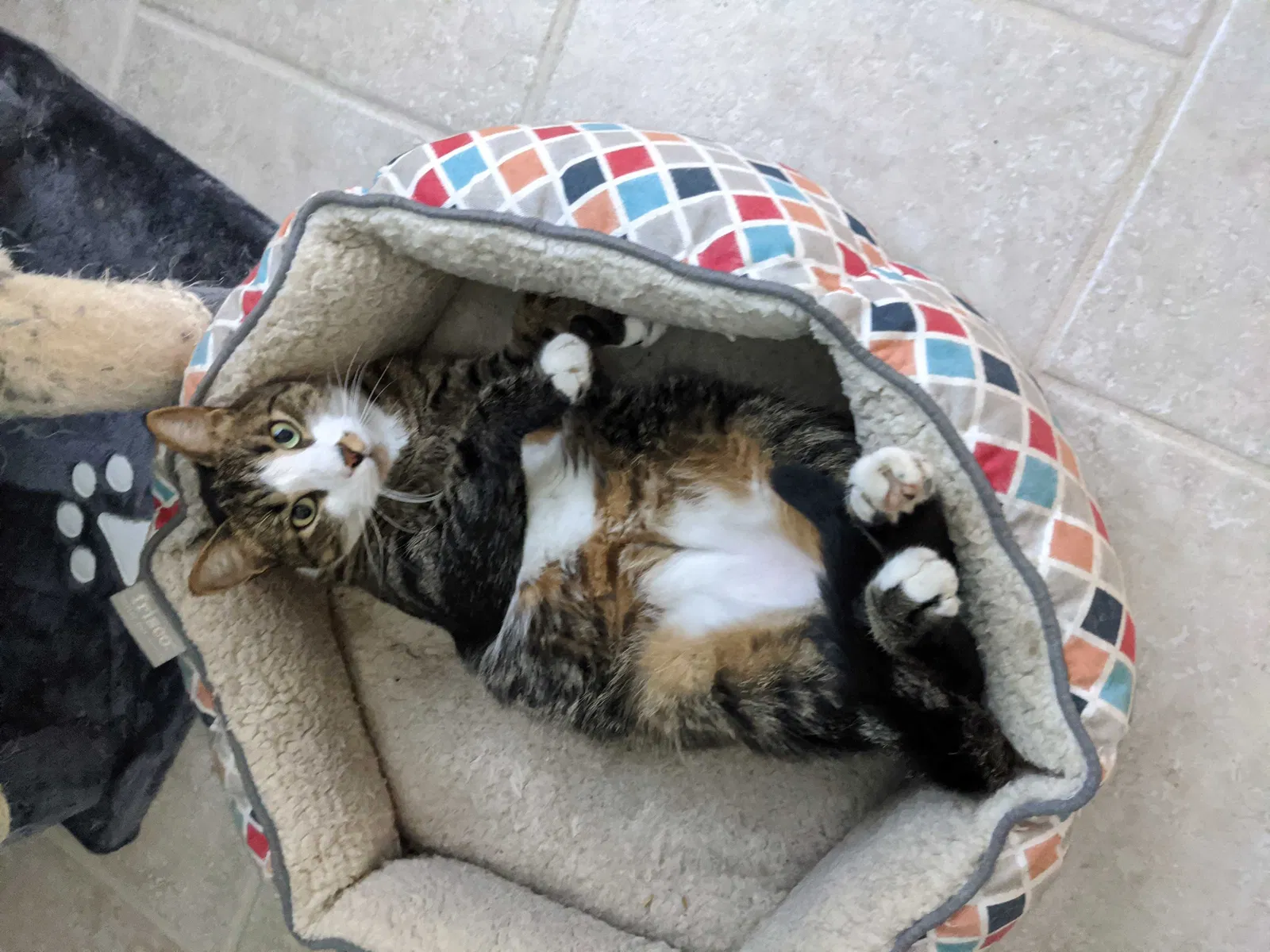 Lost cat in Charleston, SC, 29492