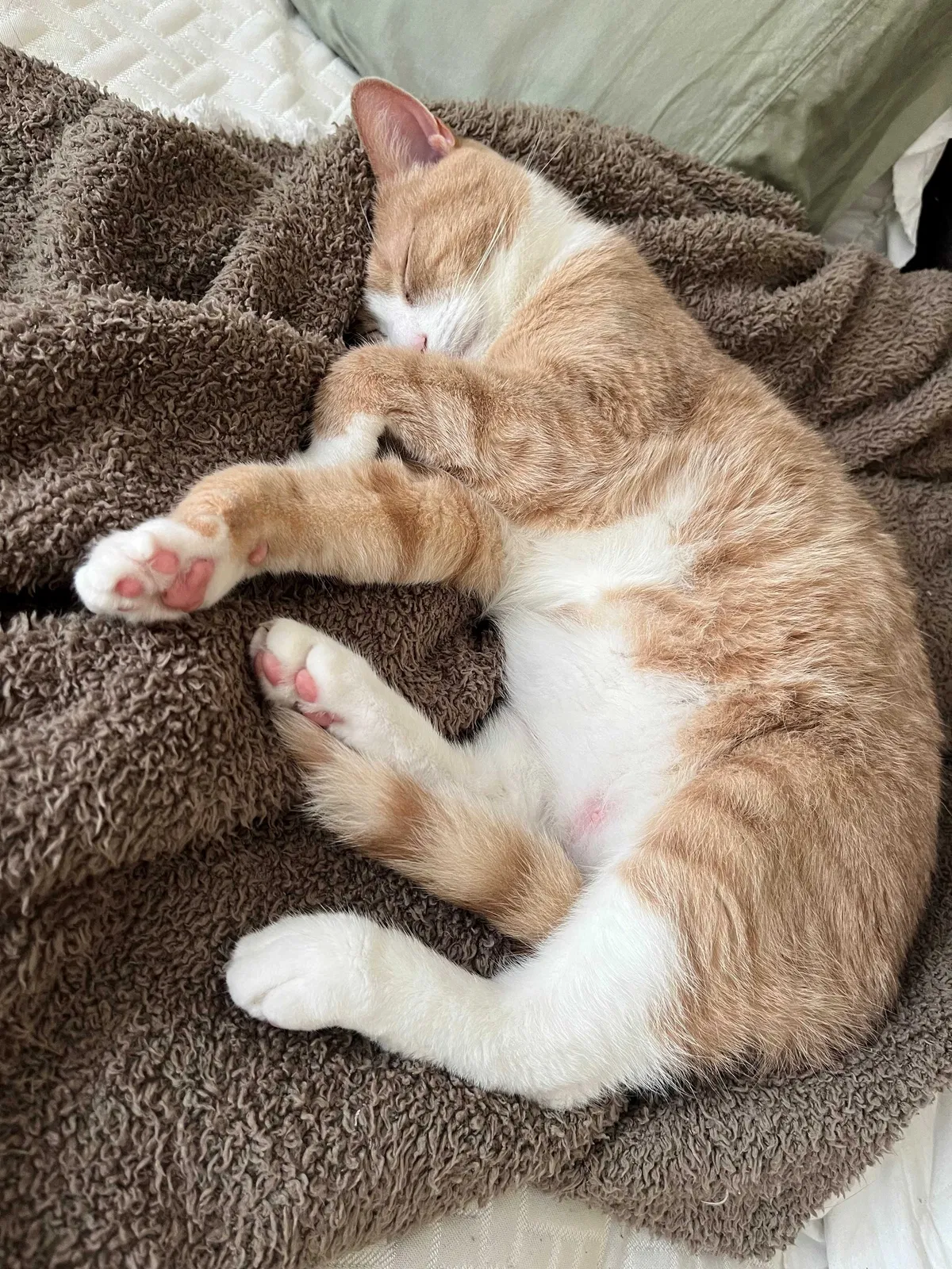 Lost cat in Bradenton, FL, 34202