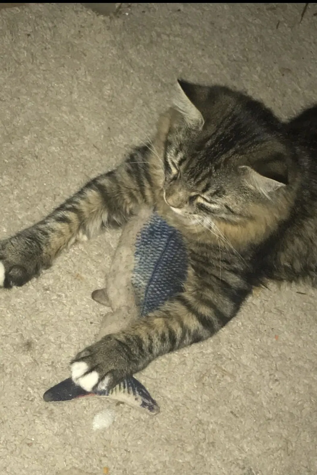 Lost cat in Broken Arrow, OK, 74011