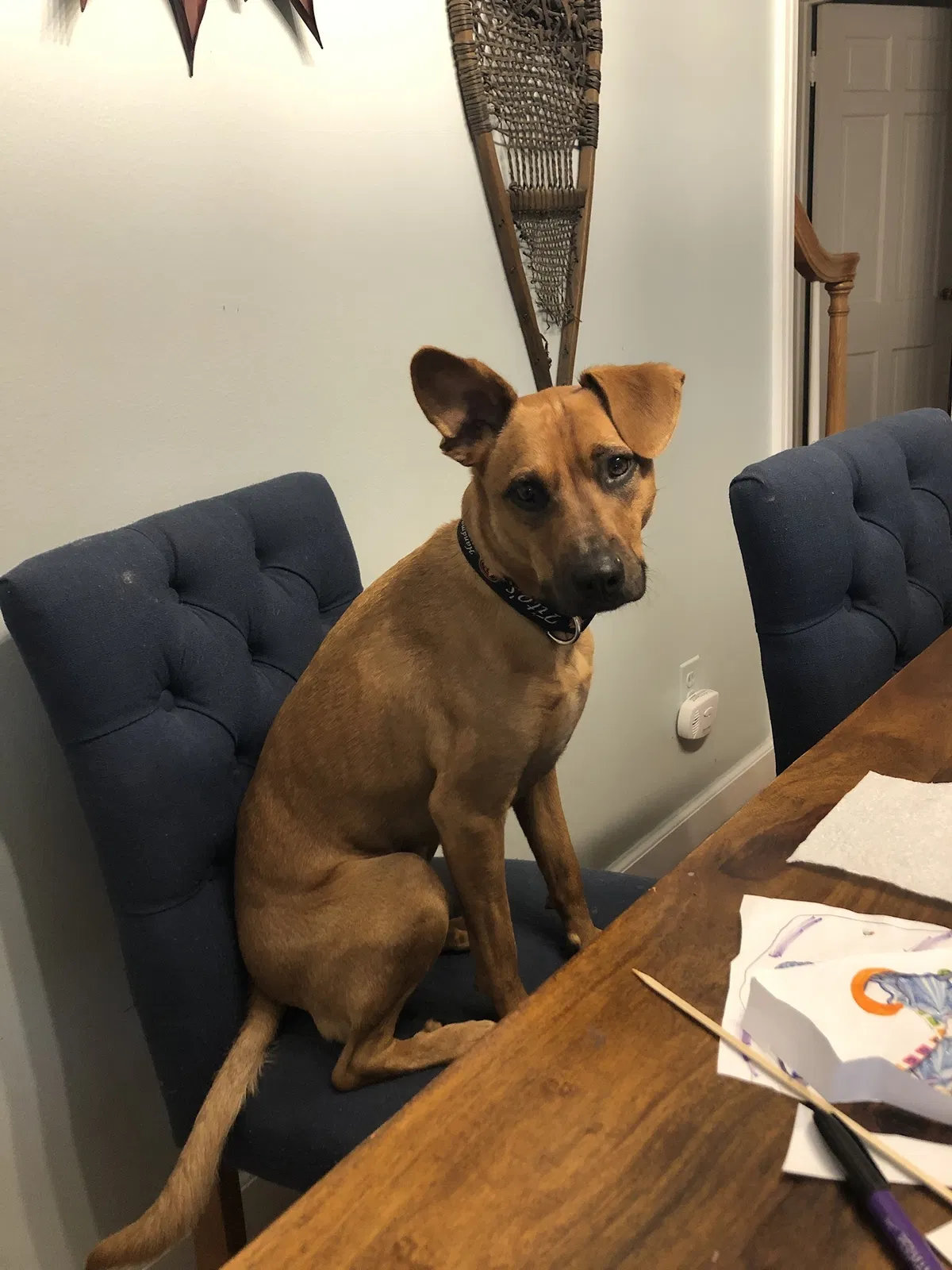 Lost dog in Grosse Pointe, MI, 48230