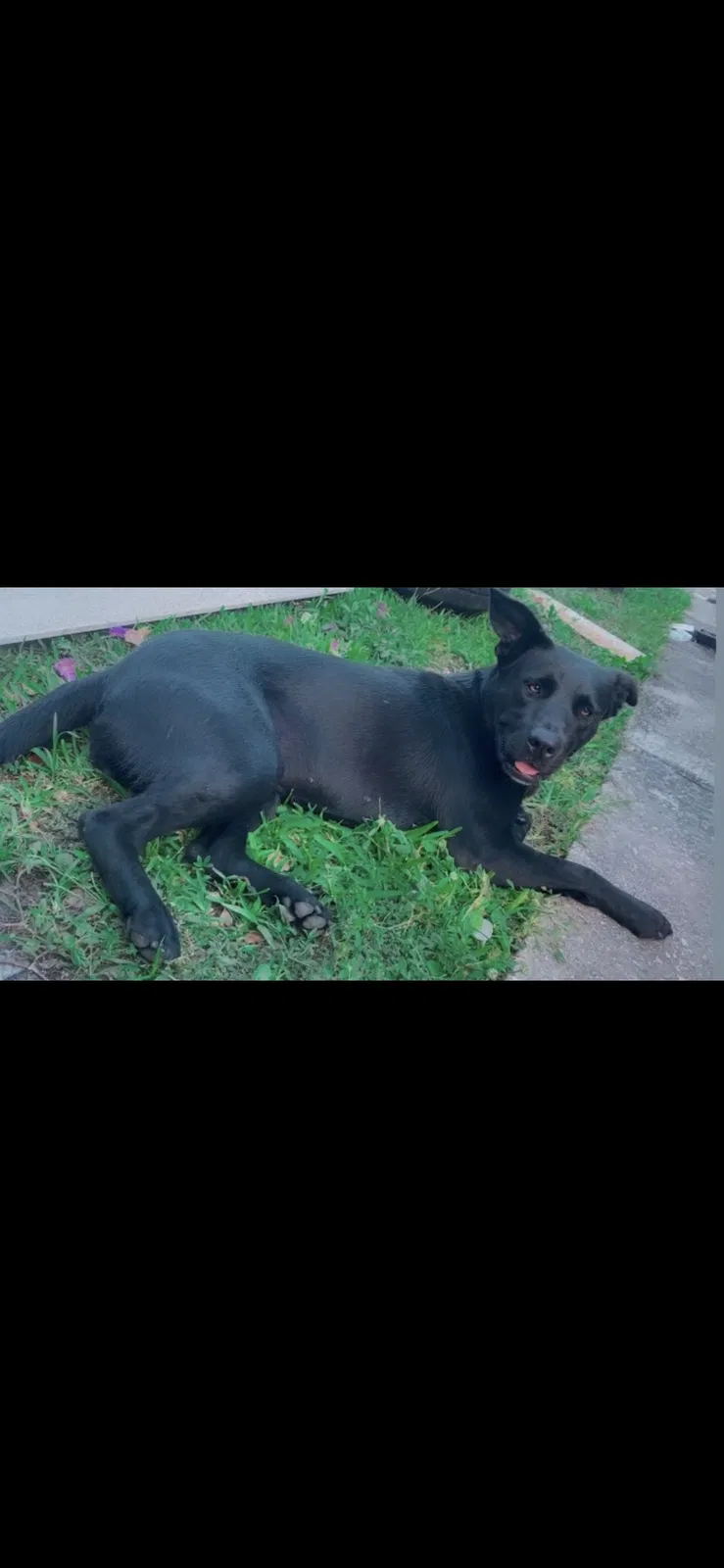 Lost dog in Miami, FL, 33142