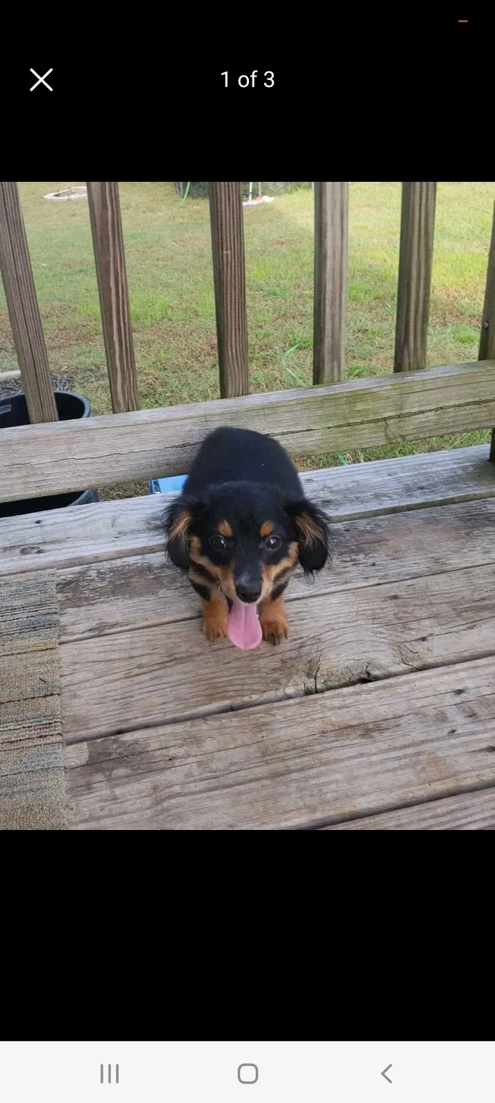 Lost dog in Shelby, NC, 28150