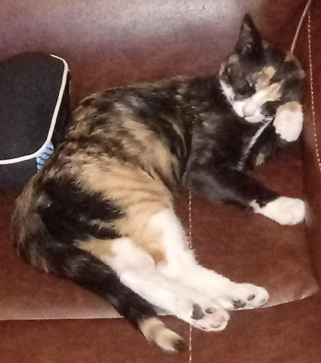 Lost cat in Tucson, AZ, 85712