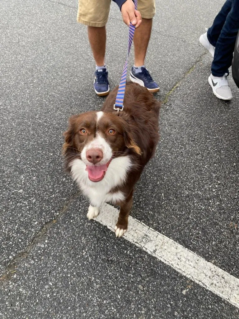 Lost dog in Concord, NC, 28025
