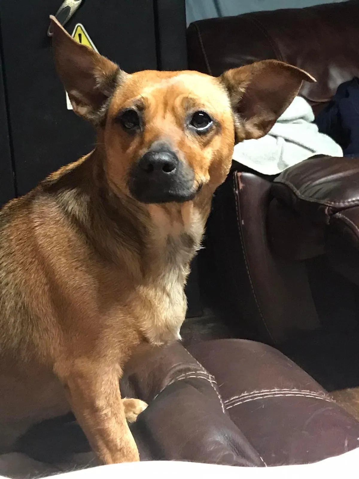 Lost dog in Van Vleck, TX, 77482