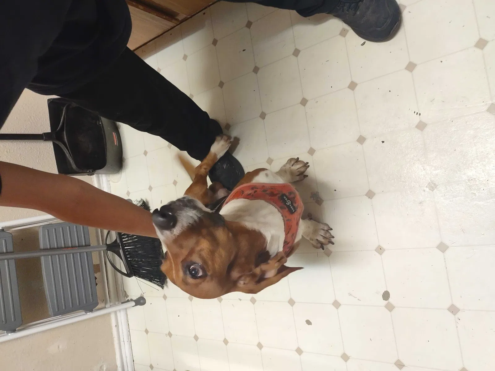 Lost dog in San Antonio, TX, 78254
