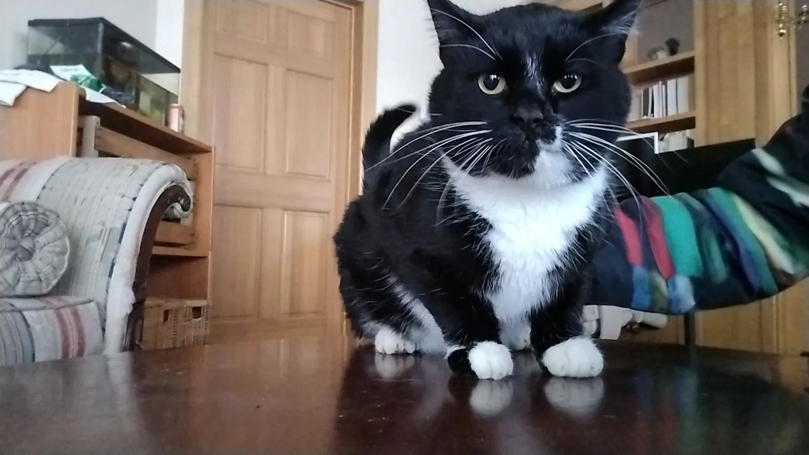 Found cat in Hamel, MN, 55340