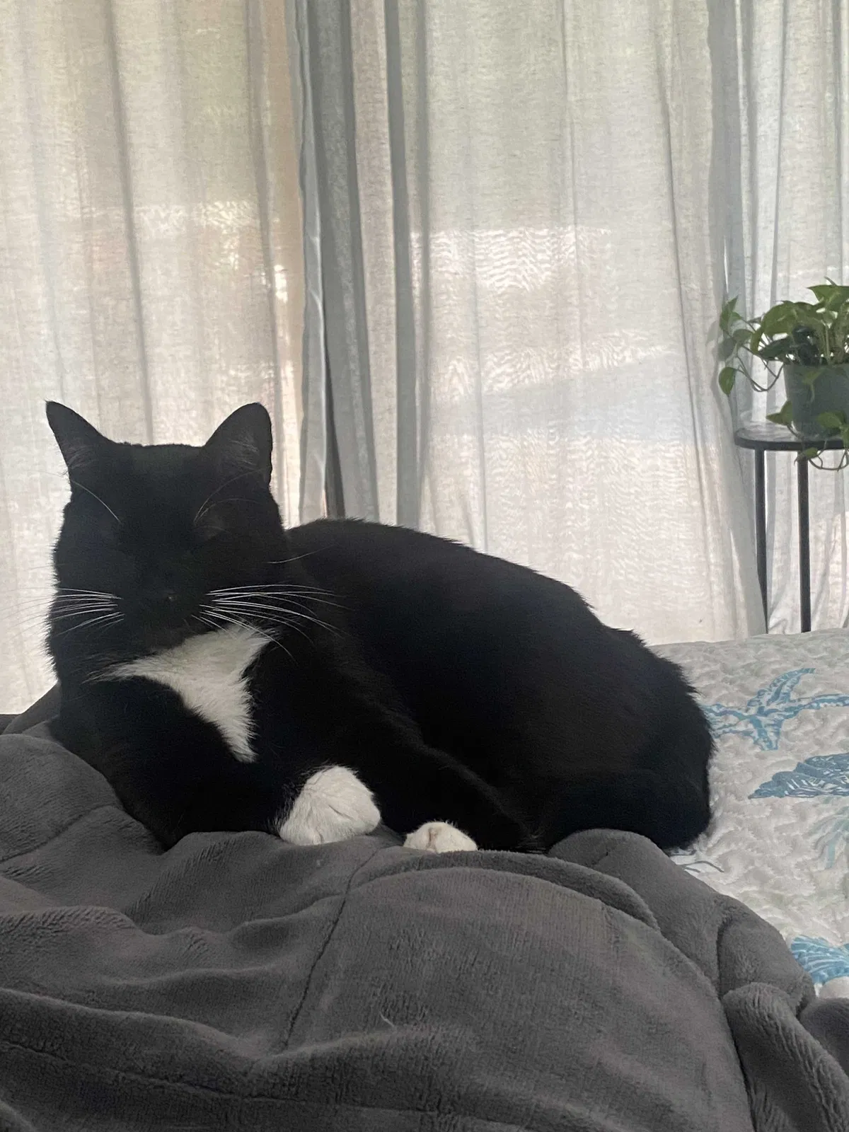 Lost cat in Melbourne, FL, 32904