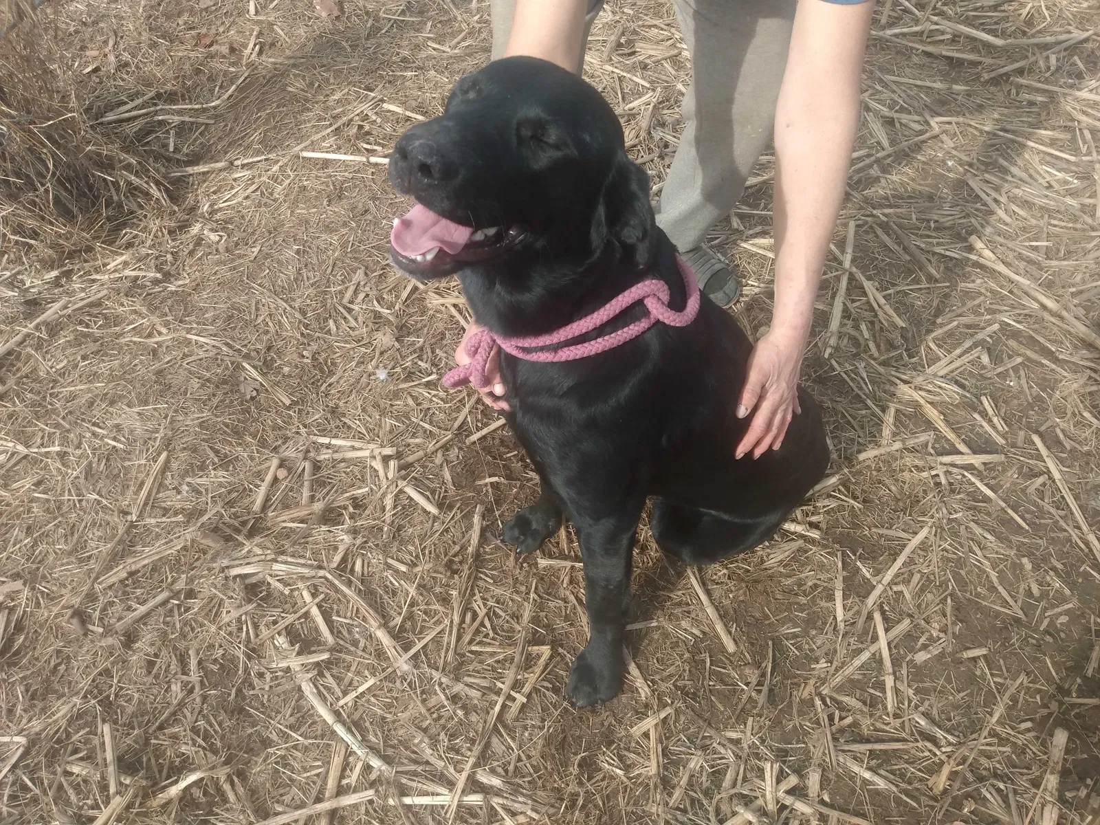 Found dog in Booneville, AR, 72927