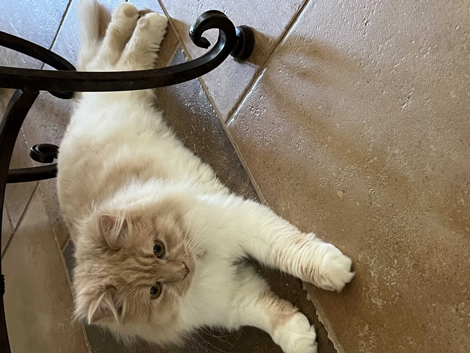 Lost cat in Saint Charles, IL, 60175