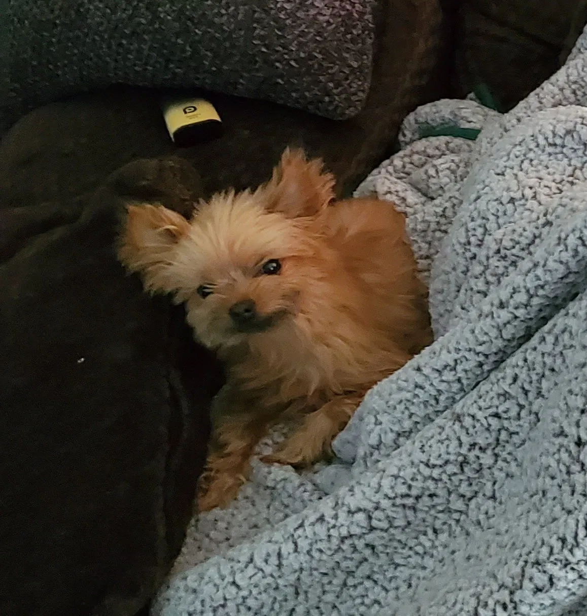 Lost dog in Skokie, IL, 60076