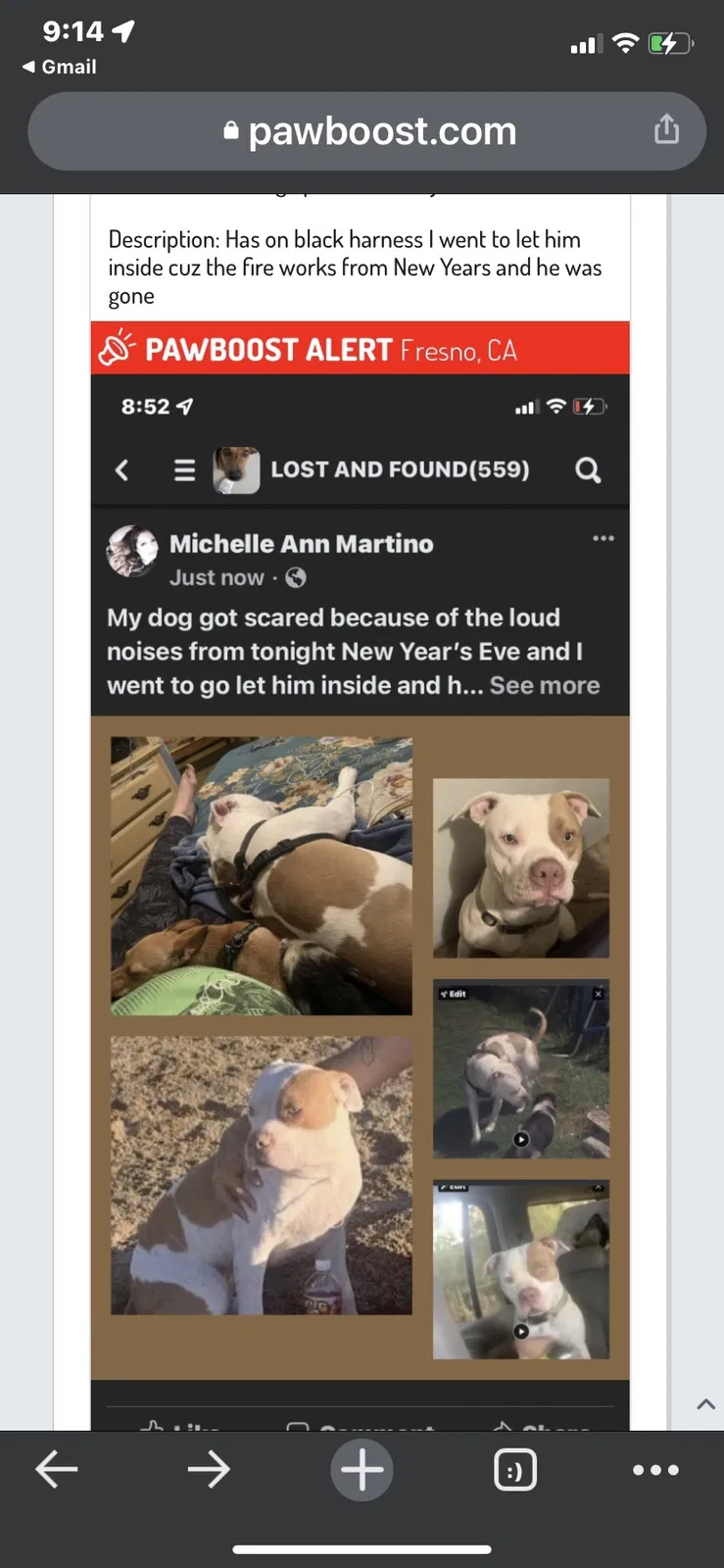 Lost dog in Fresno, CA, 93701