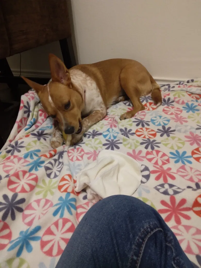 Lost dog in San Antonio, TX, 78212