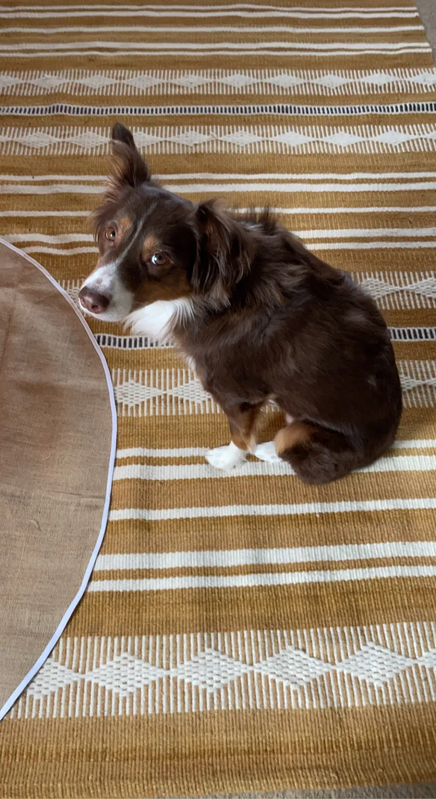 Lost dog in Cameron, NC, 28326