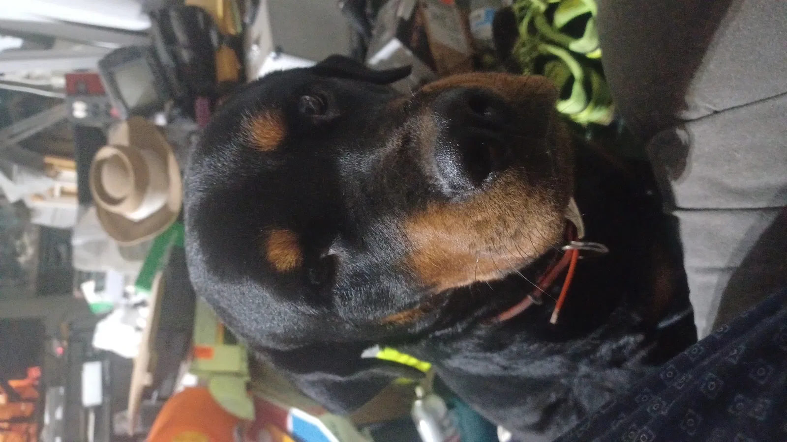 Lost dog in Jacksonville, FL, 32218
