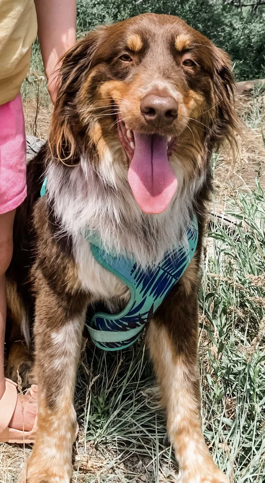Lost dog in Oracle, AZ, 85623