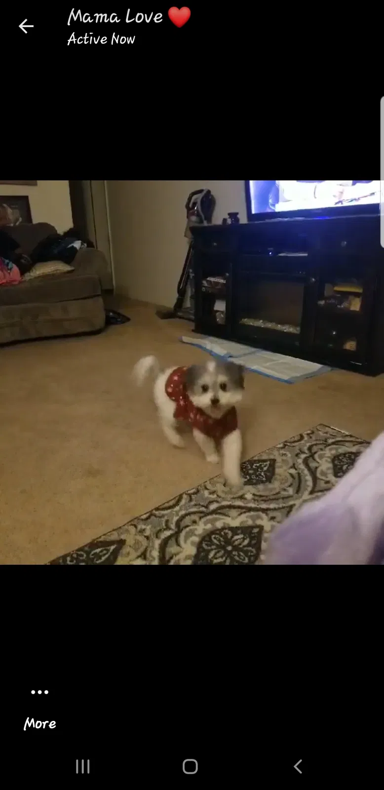 Lost dog in Indianapolis, IN, 46235