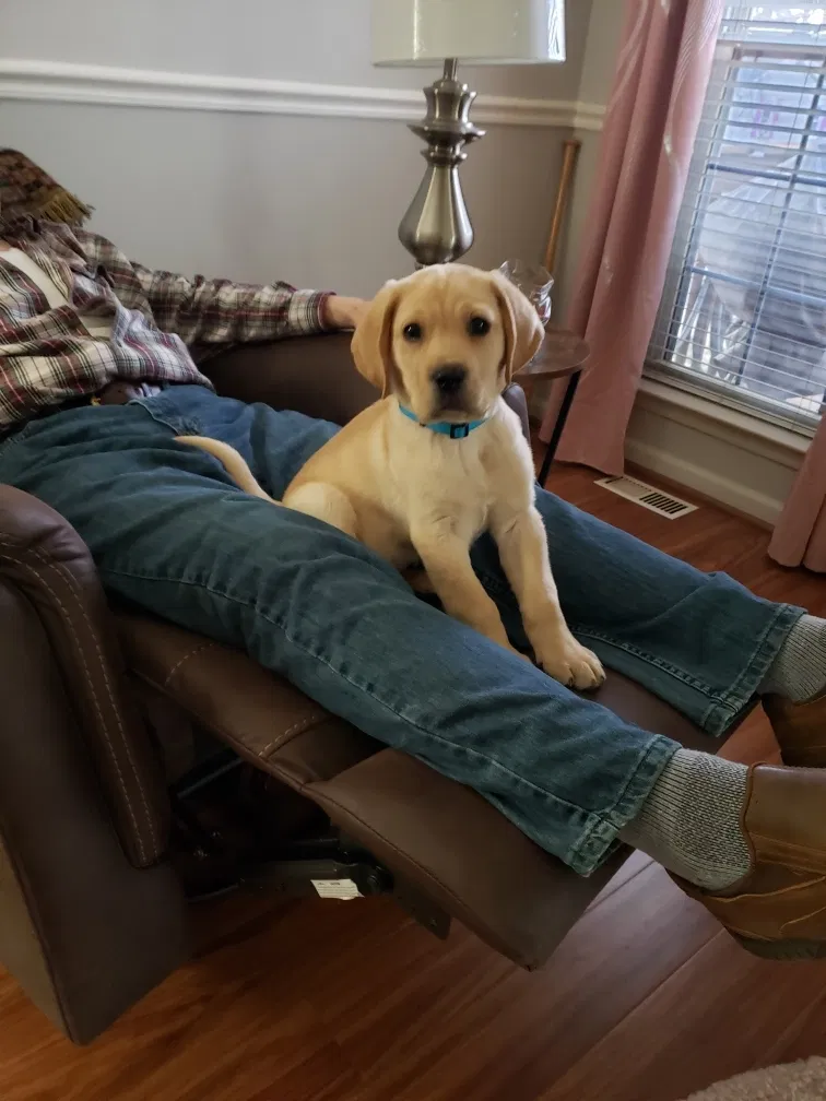 Lost dog in Saint Peters, MO, 63376