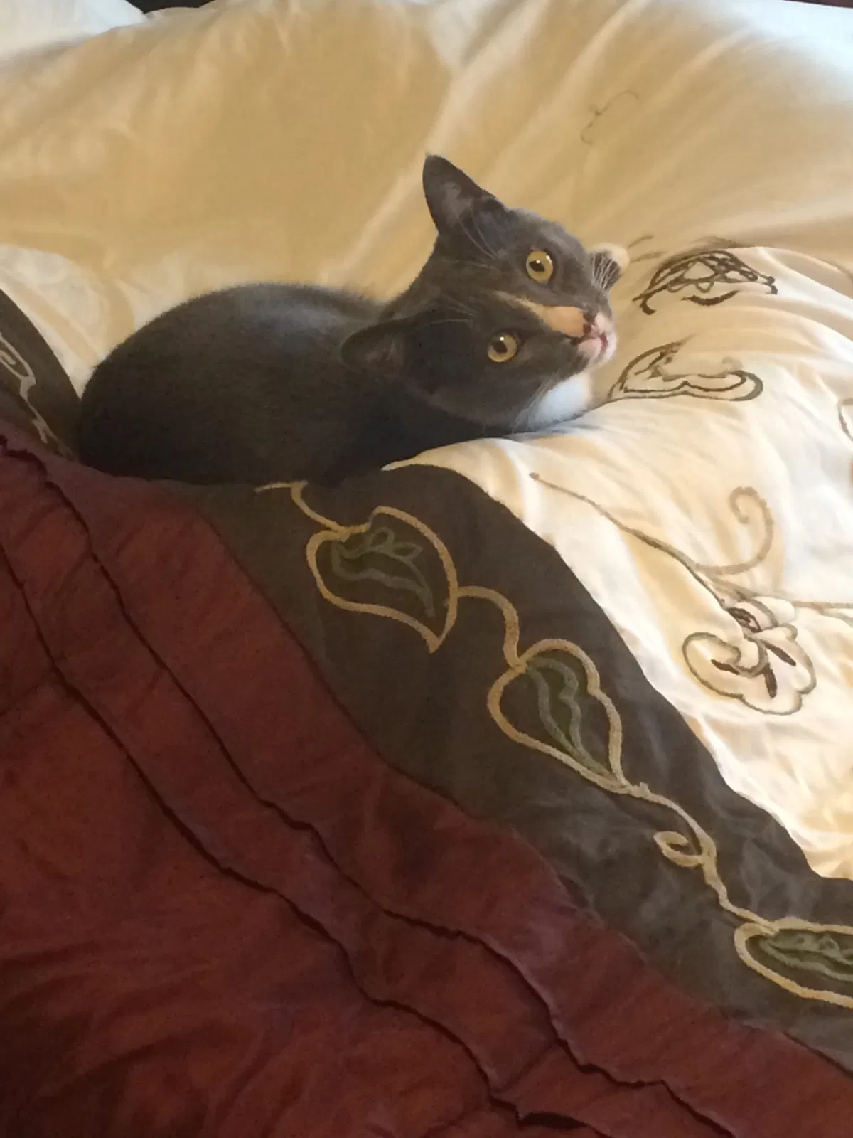 Lost cat in Clermont, FL, 34711