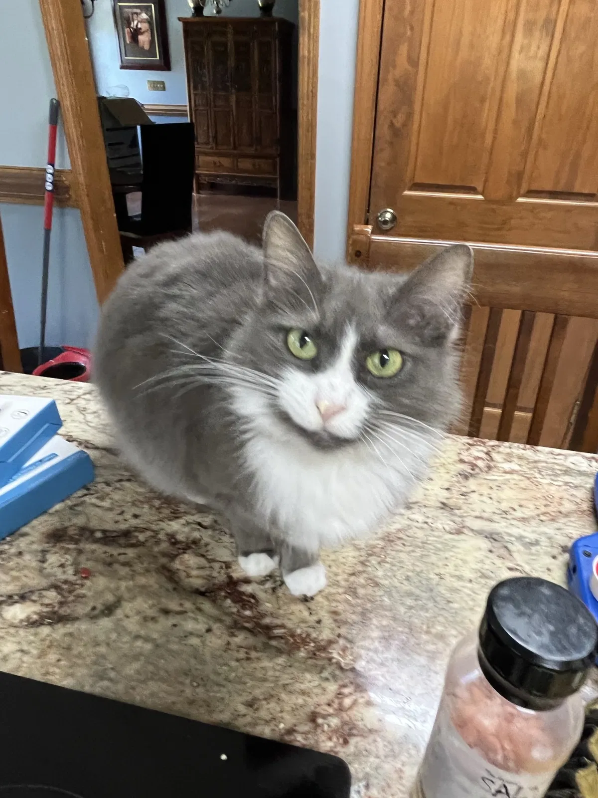 Lost cat in Concord, NC, 28025