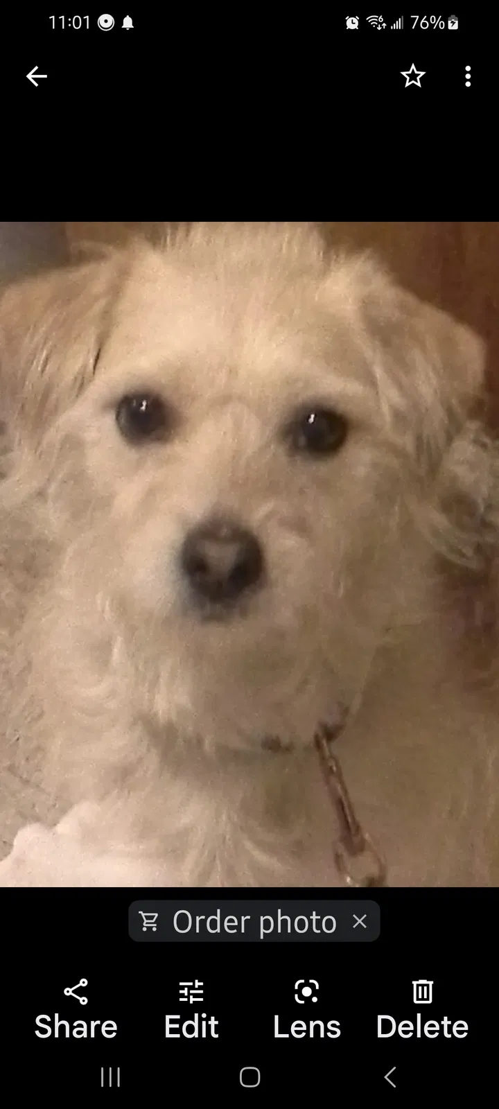 Lost dog in Glendale, AZ, 85307