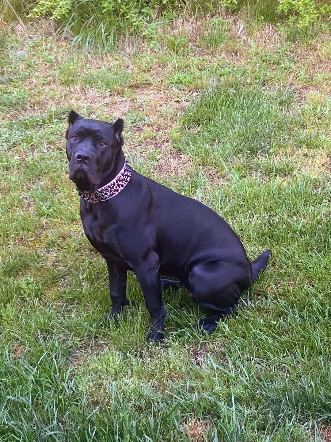 Lost dog in Charlotte, NC, 28270