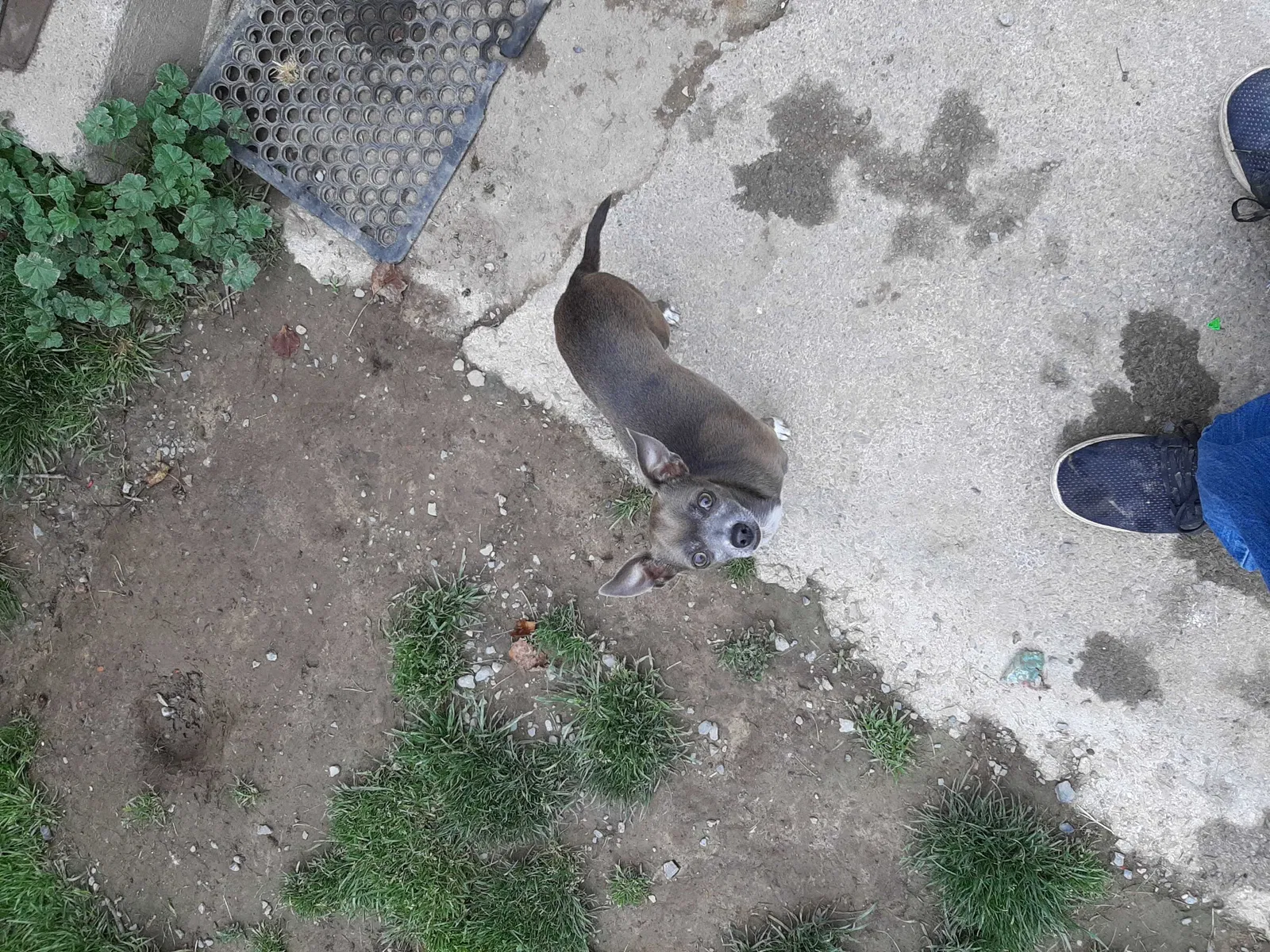 Lost dog in Las Vegas, NV, 89104