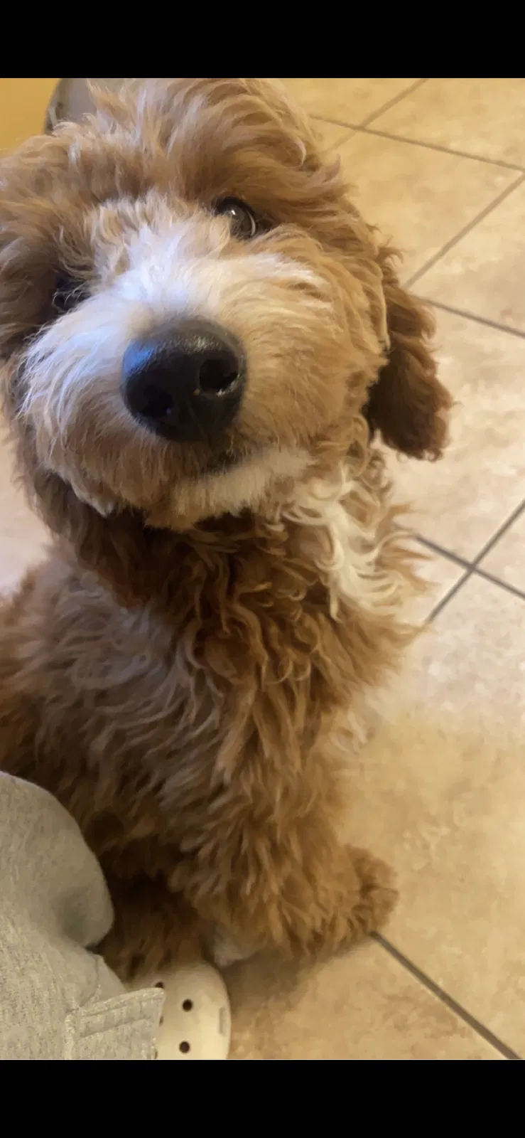 Lost dog in Monroe, NC, 28110