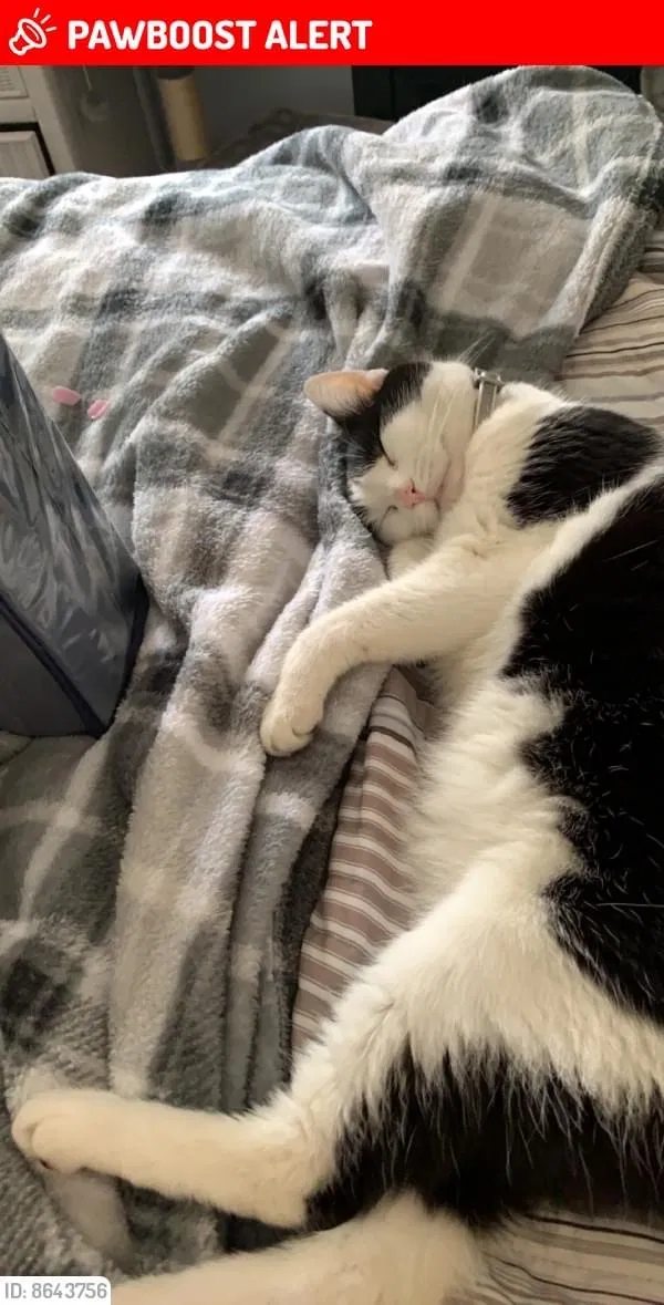 Lost cat in Neptune, NJ, 7754