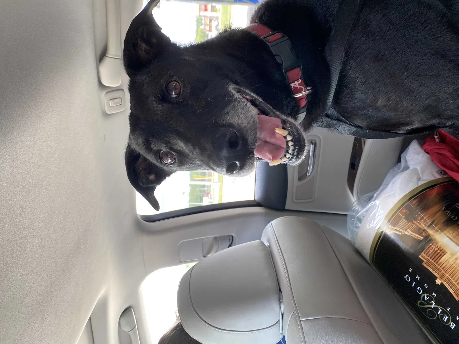 Lost dog in Nashville, TN, 37214