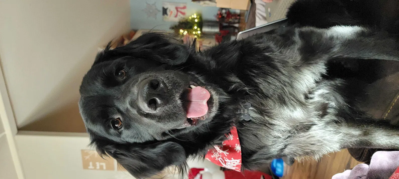 Lost dog in Redmond, WA, 98052