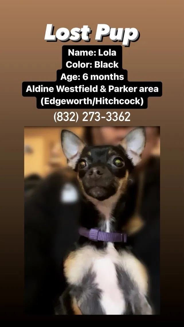 Lost dog in Houston, TX, 77093