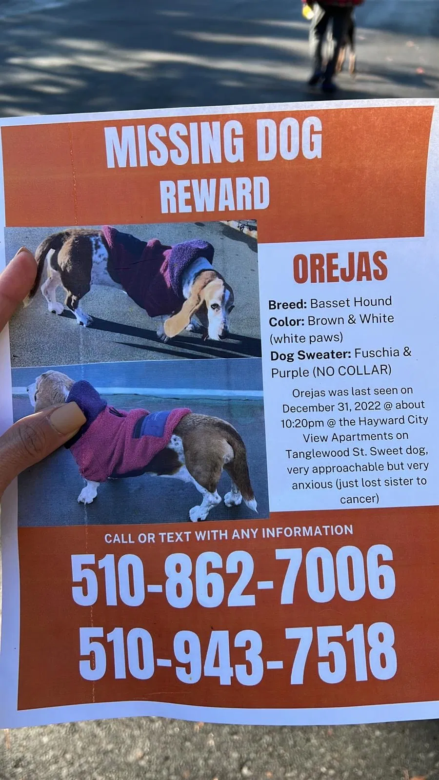 Lost dog in Hayward, CA, 94542