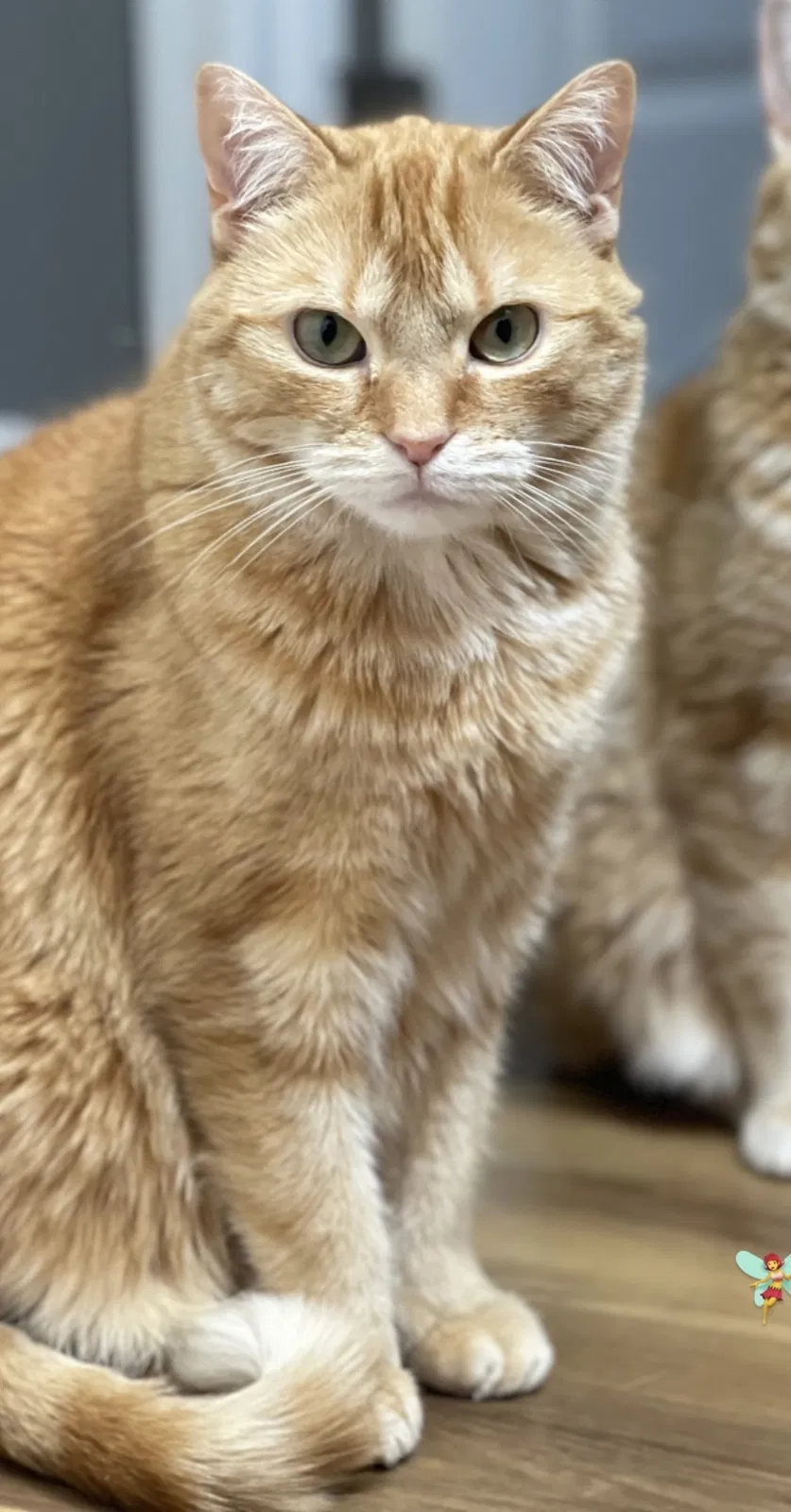 Lost cat in Barrington, NJ, 8007