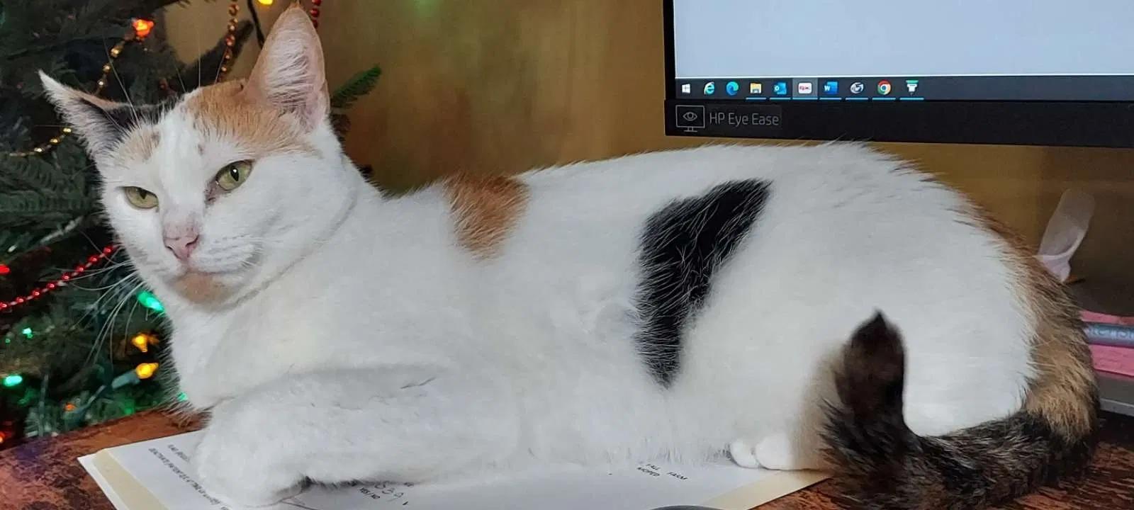 Lost cat in Cartersville, GA, 30121