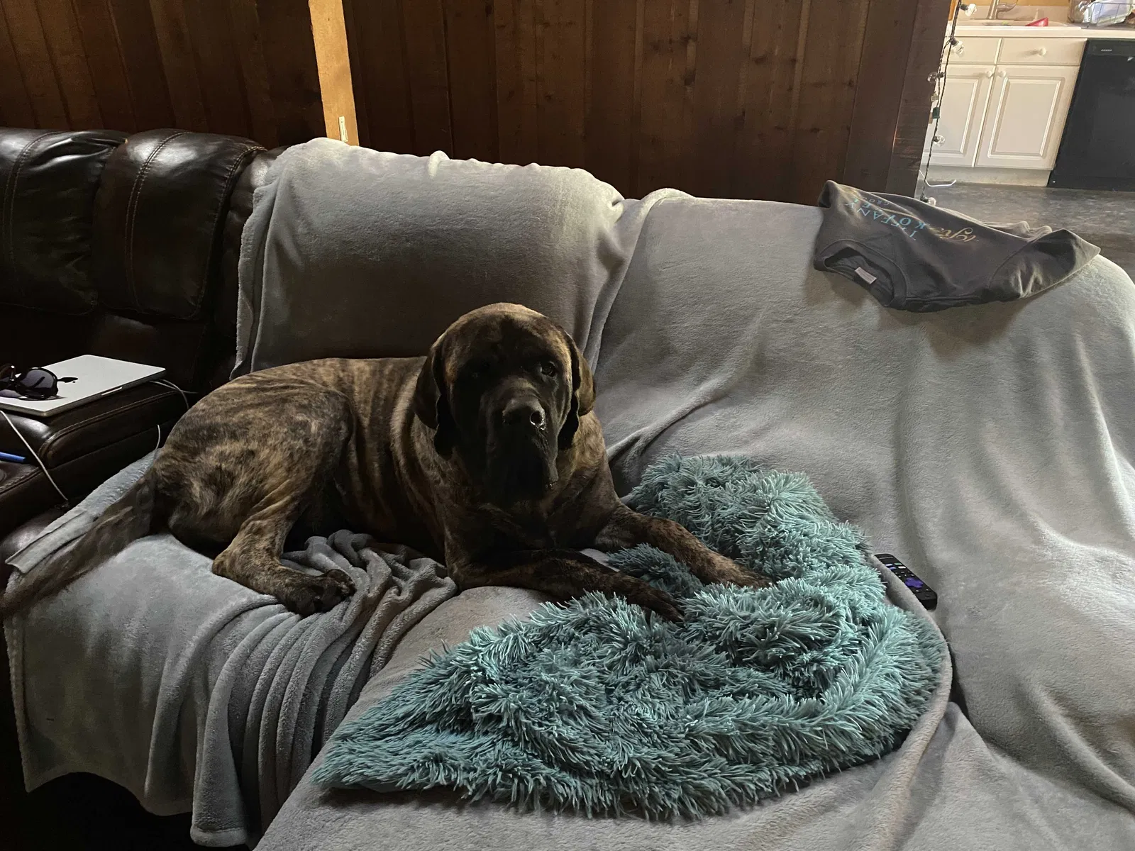 Lost dog in Canton, TX, 75103