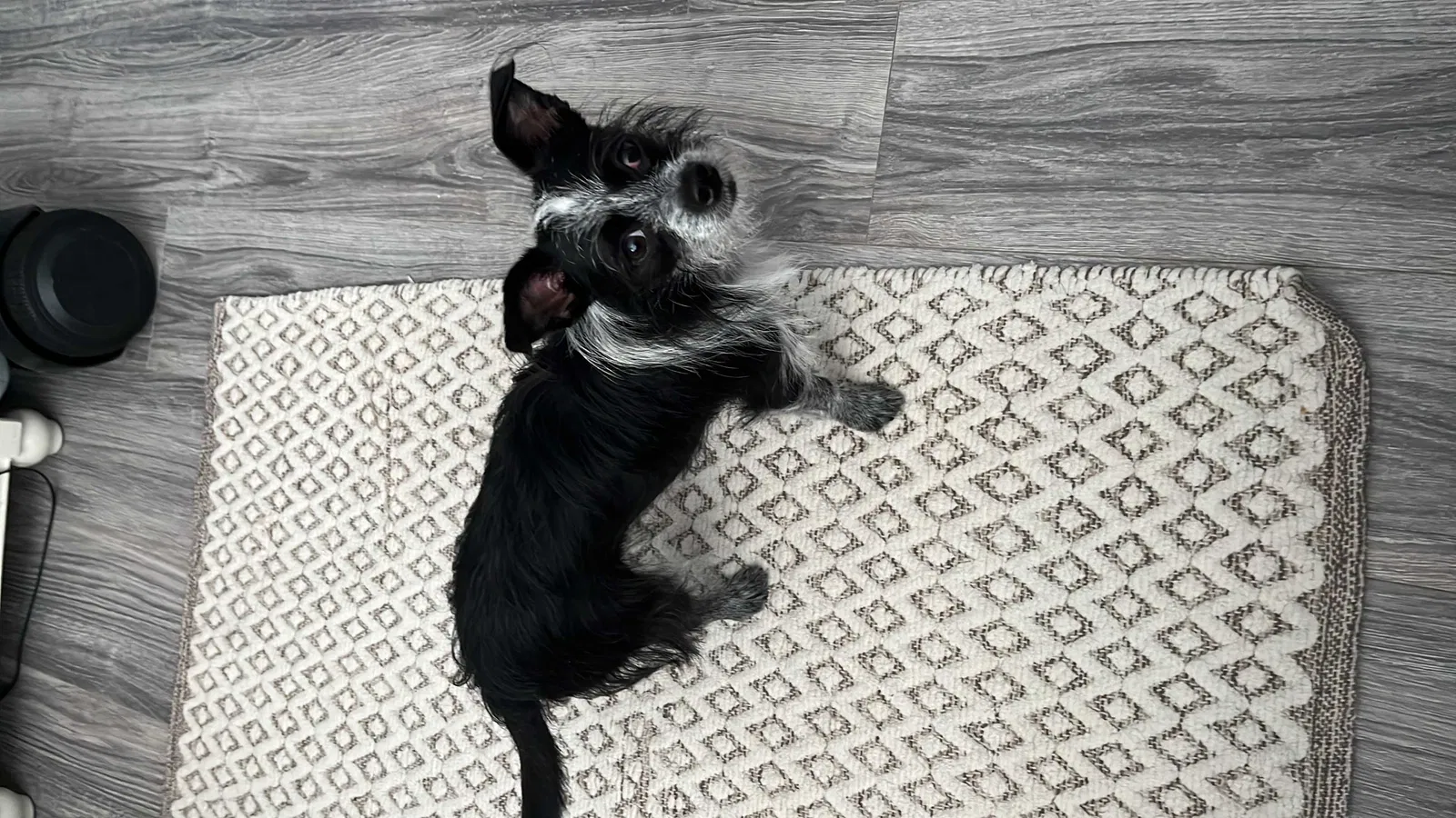 Lost dog in Pompano Beach, FL, 33064