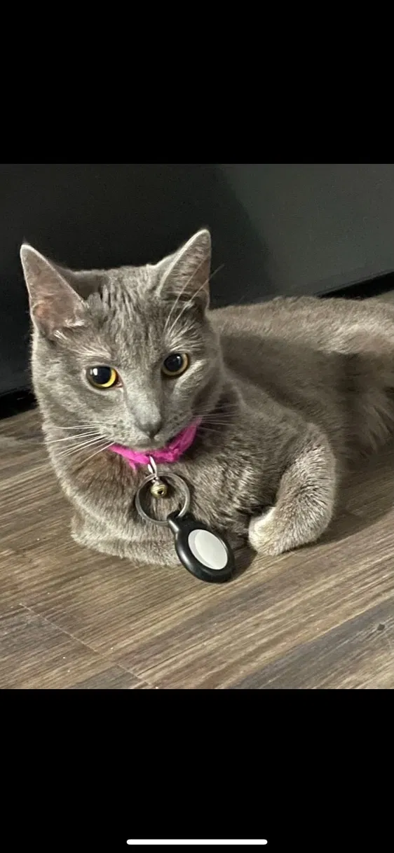 Lost cat in Killeen, TX, 76549