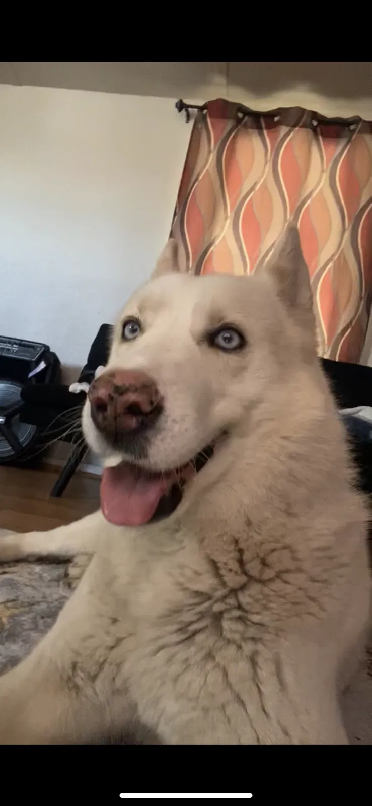 Lost dog in Albuquerque, NM, 87121