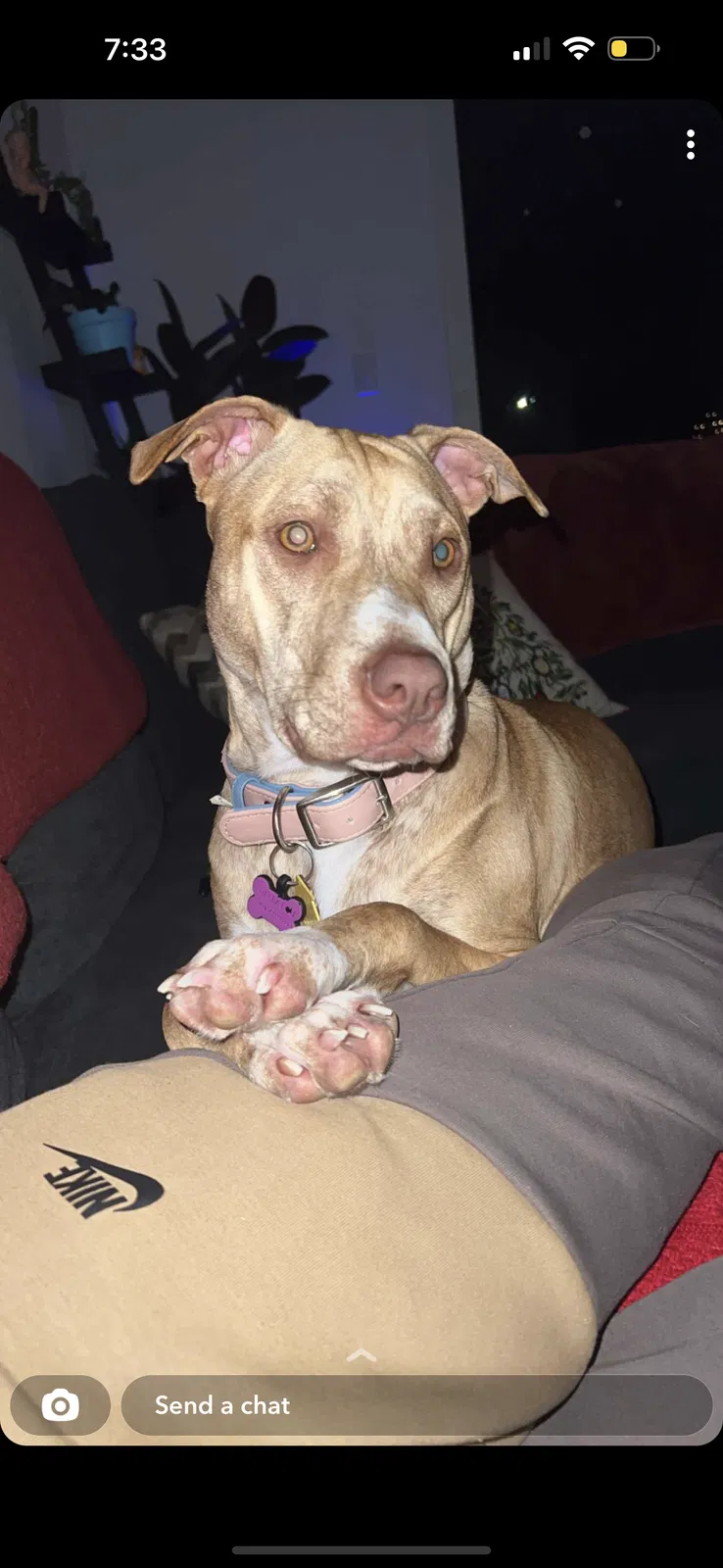 Lost dog in Dousman, WI, 53118