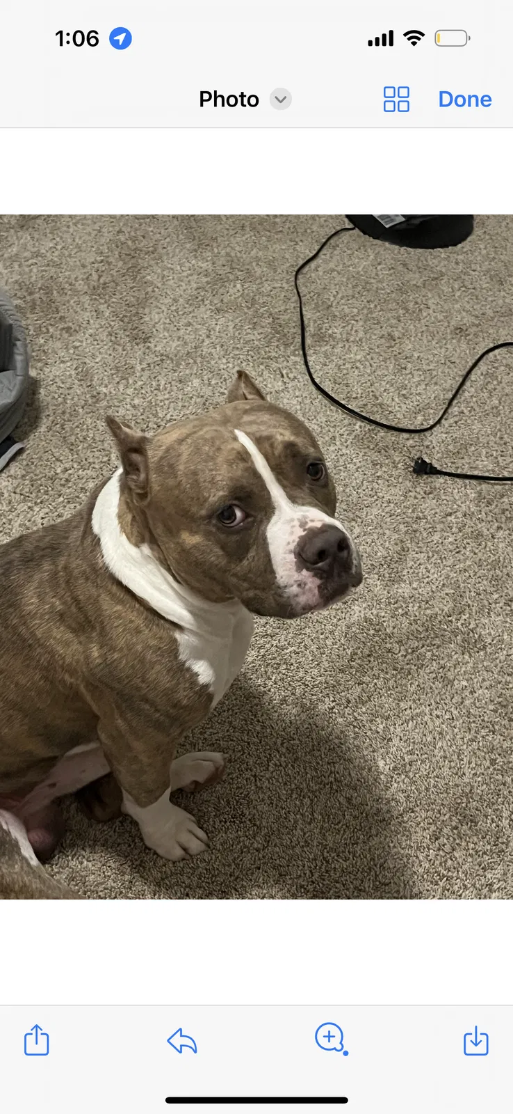 Lost dog in Duncanville, TX, 75137