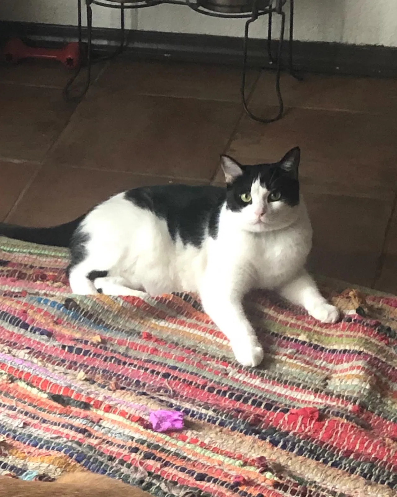 Lost cat in Burleson, TX, 76028