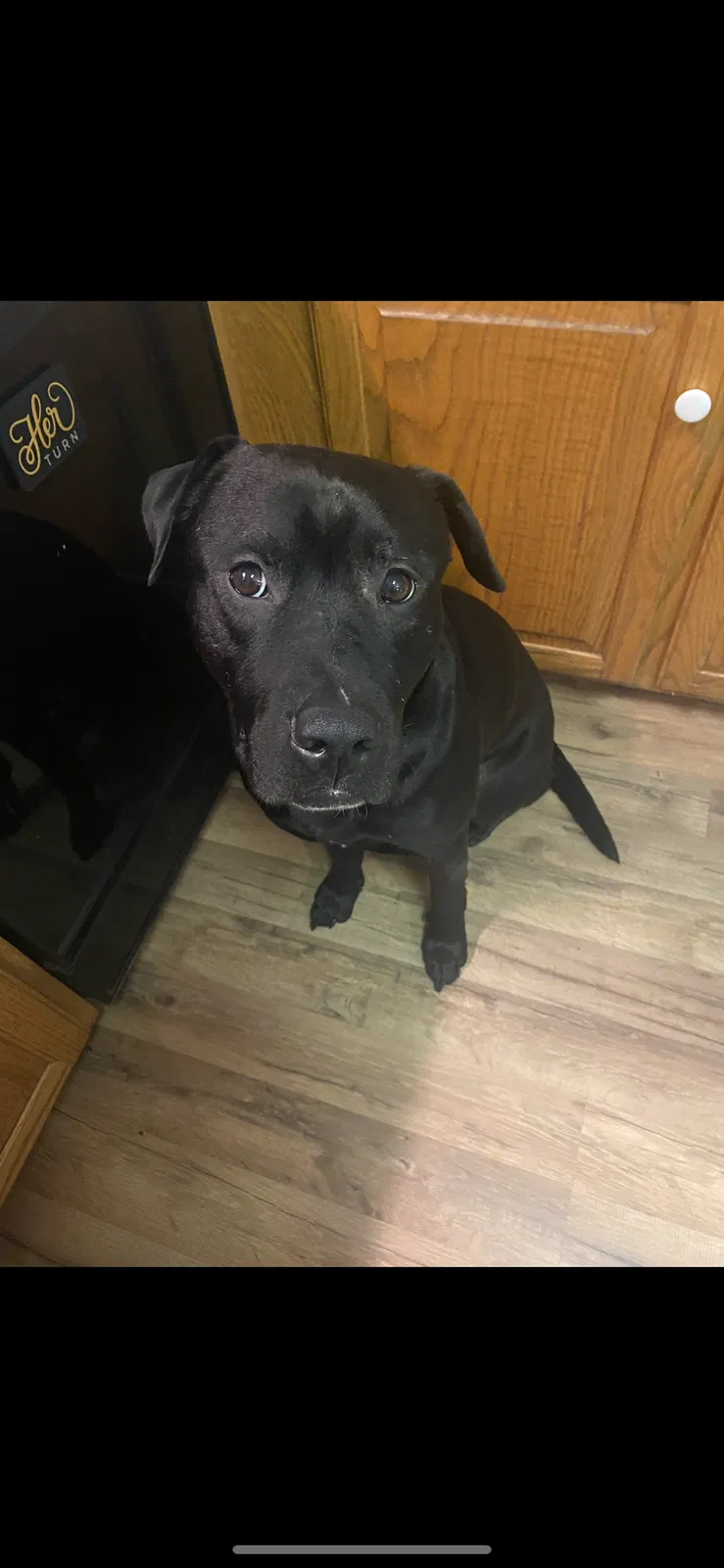 Lost dog in Asheboro, NC, 27205