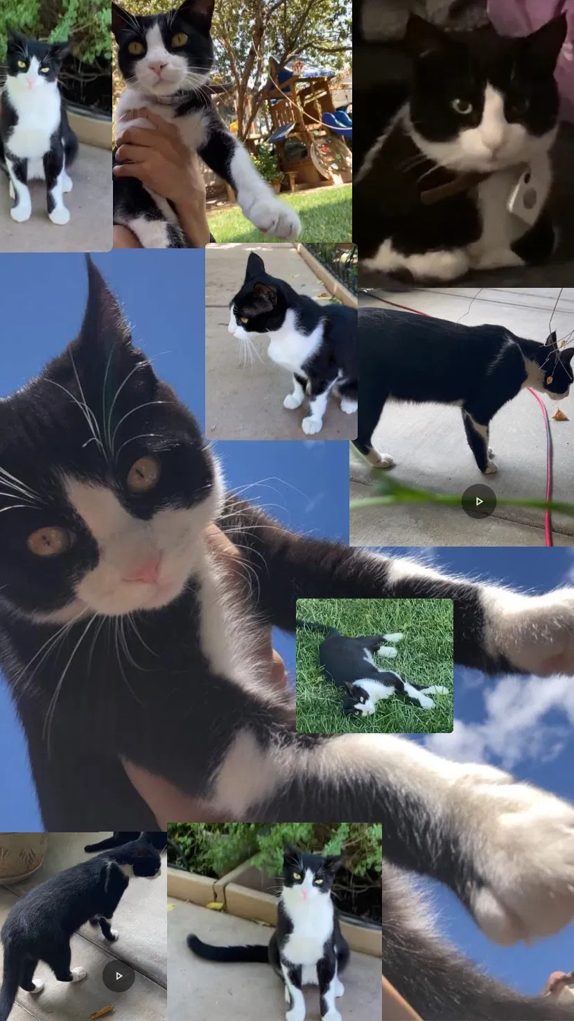 Lost cat in Perris, CA, 92571