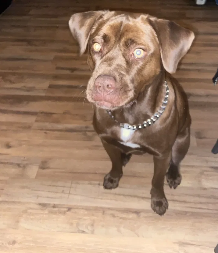 Lost dog in Asheboro, NC, 27205