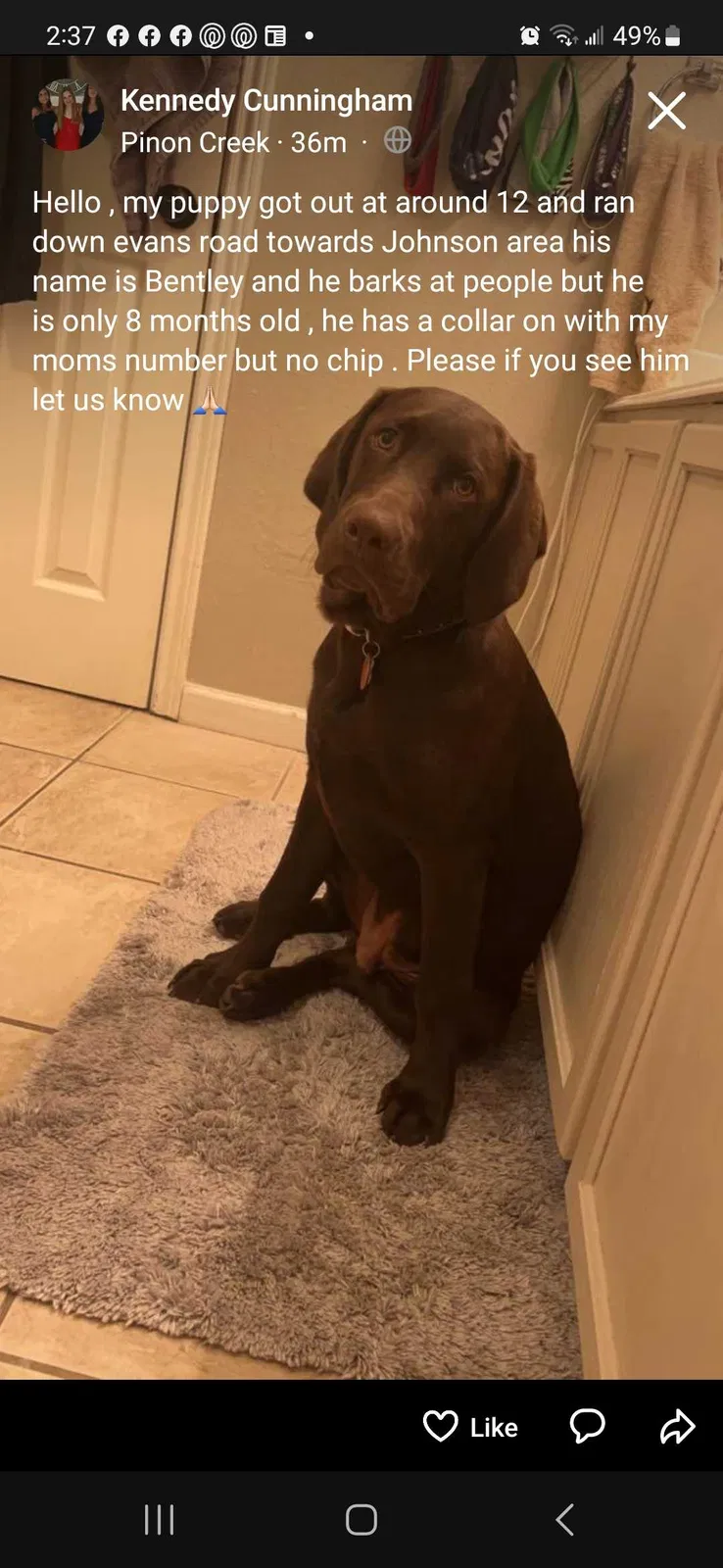 Lost dog in San Antonio, TX, 78259