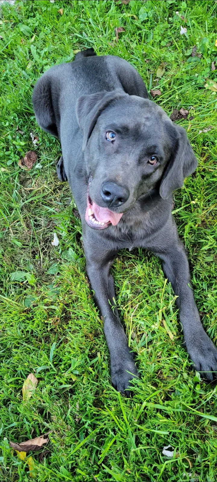 Lost dog in Frankfort, KY, 40601