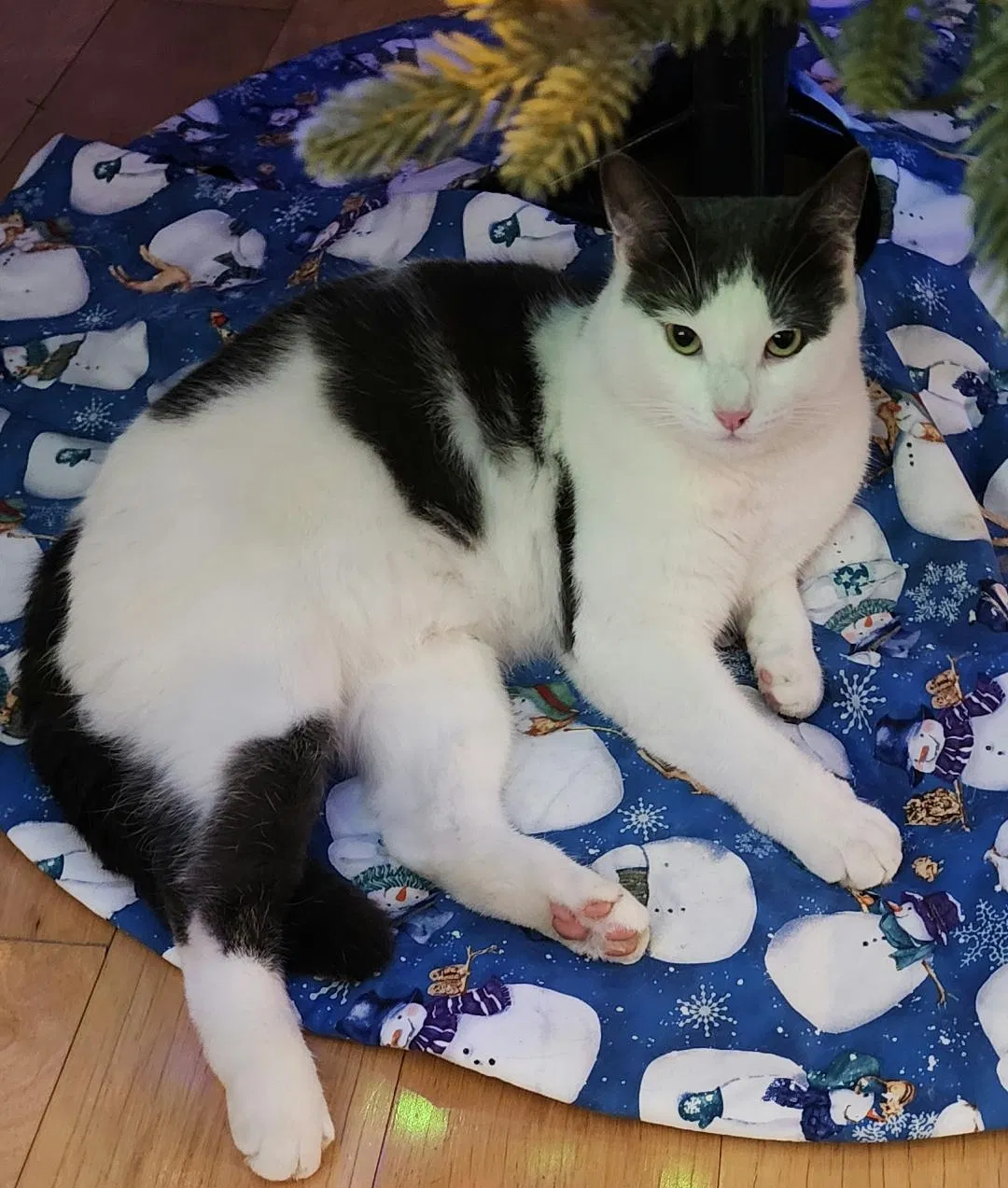 Lost cat in Norco, CA, 92860