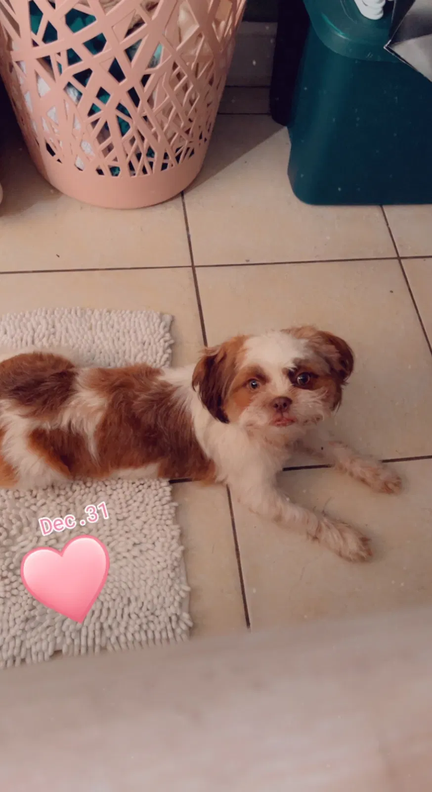 Lost dog in Fort Lauderdale, FL, 33313