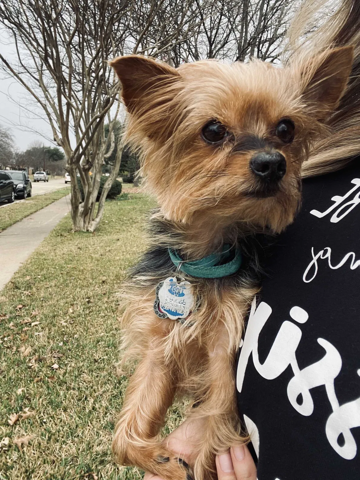 Lost dog in Mesquite, TX, 75150